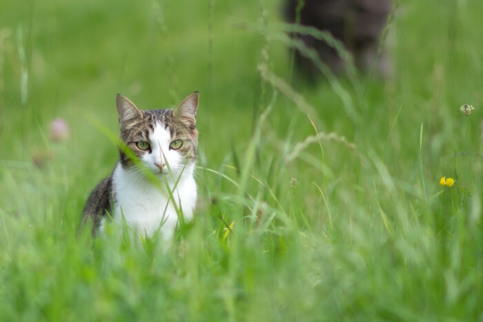 Katze im hohen Gras