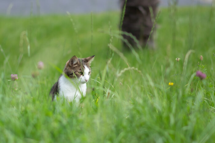Katze im hohen Gras