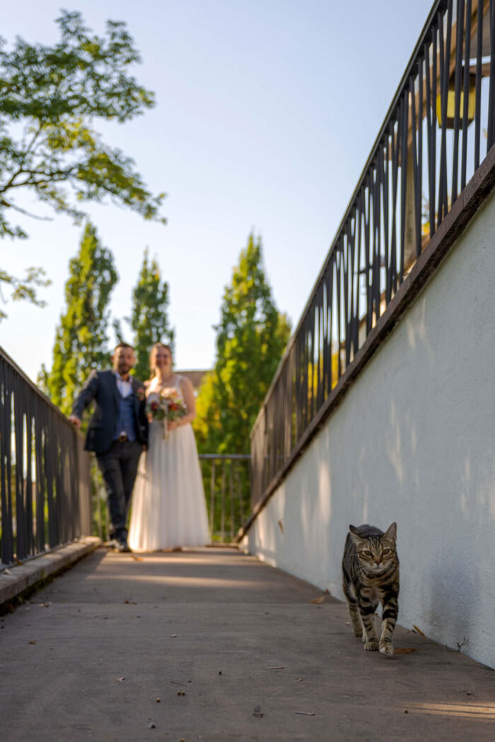 Hochzeitspaar verschwommen im Hintergrund. Vorne Katze